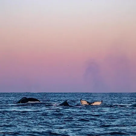 Royal Skir Sea View * 特罗姆瑟